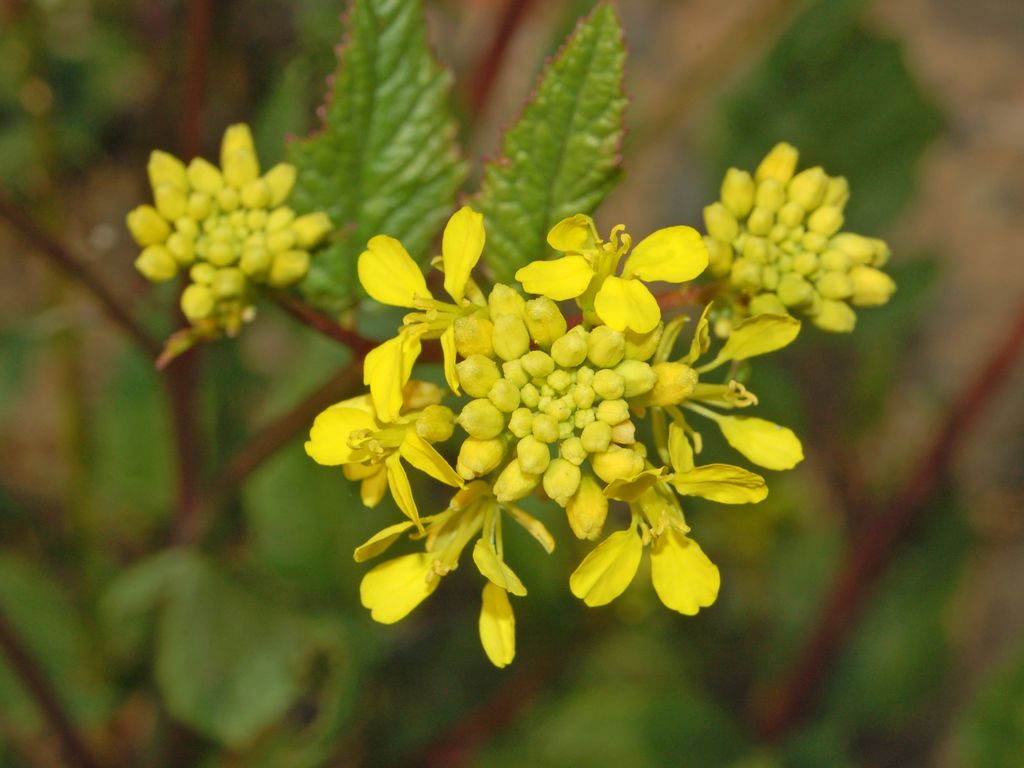 Una pianta dai fiori gialli Sinapis arvensis